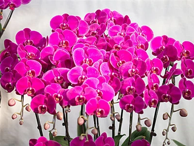 Over 200 New Varieties Of Phalaenopsis Orchids Showcased in Tong'an, Xiamen