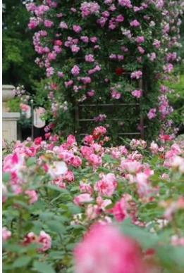 Nearly 30 Varieties Of Roses Dazzled In Their Debut